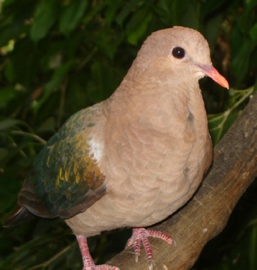 Emerald_Dove.jpg